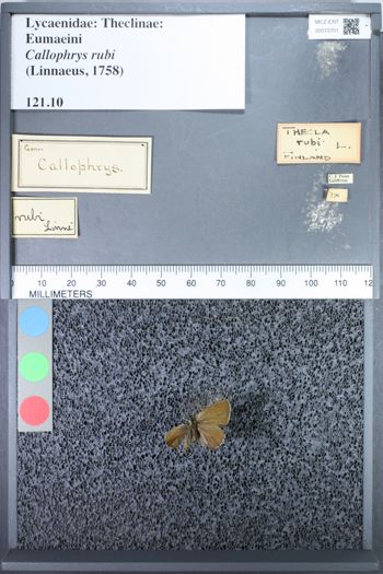 Media type: image;   Entomology 72701